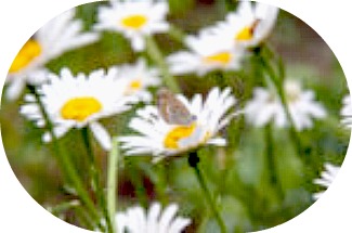 photo-25125359-camomile-and-the-small-butterfly