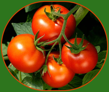 tomatoes