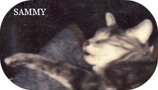 2012-05-16 SAMMY_the_LOST_CAT