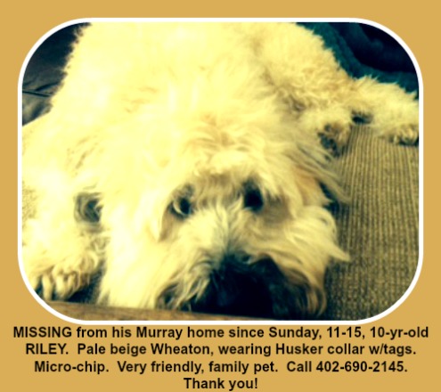 2015-11-18 Tritsch_dog