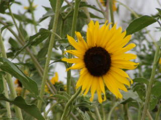 2012-08-11 Sunflower_at_Schilling_Game_Refuge