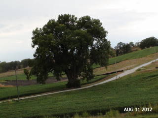 2012-08-11 Tree_w_of_Webster_Ave_and_Hwy_75