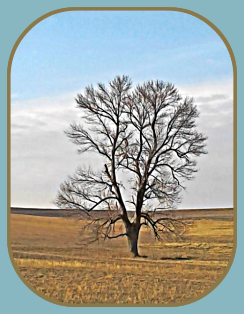 2018 04 05 FIELD TREE