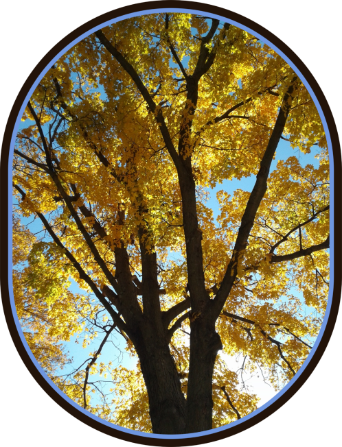 2018 10 22 yellow tree