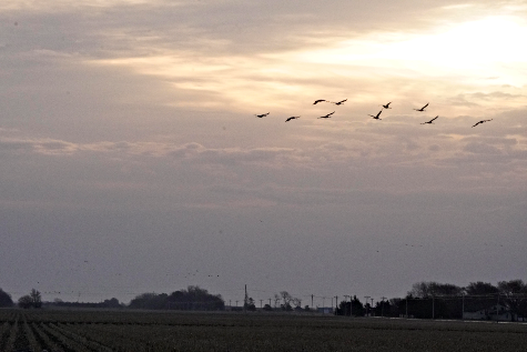 2021 03 24 CRANES 4