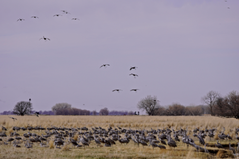 2021 03 24 CRANES 8