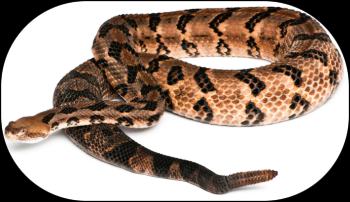 TIMBER RATTLESNAKE 1
