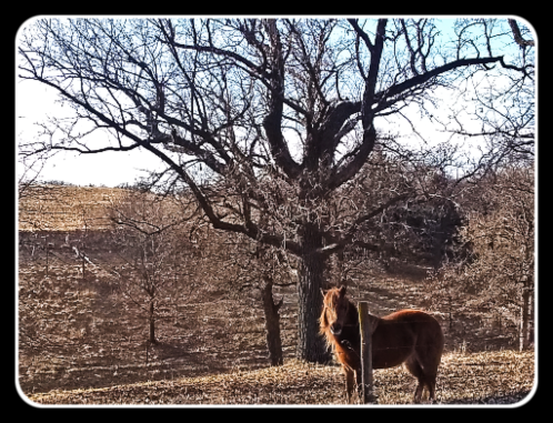 2020 03 04 HORSE