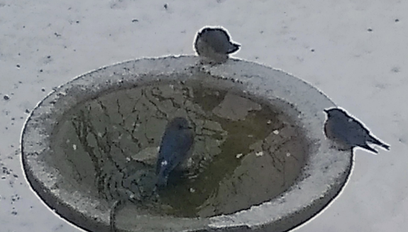 2021 02 12 Bluebirds 101133878 2