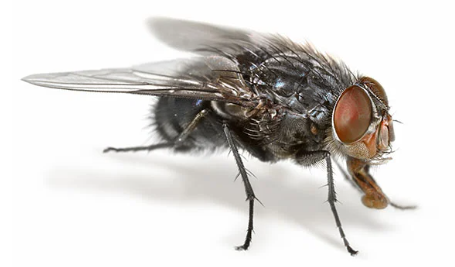 2022 07 13 housefly Copy