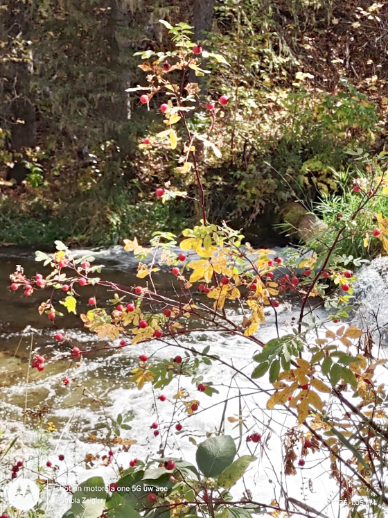 2025 10 02 Bridal Veil Falls stream