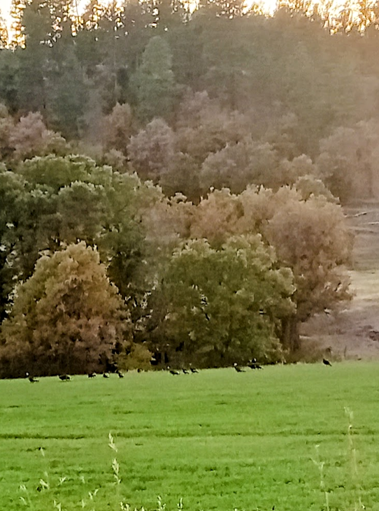 2025 10 02 Turkeys
