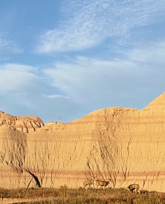 2025 10 03 deer badlands