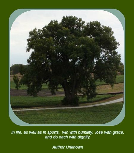 2012-08-11 Tree_at_Bay_Hills_Road