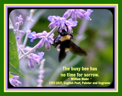 2014-08-14 Bmbl_Bee