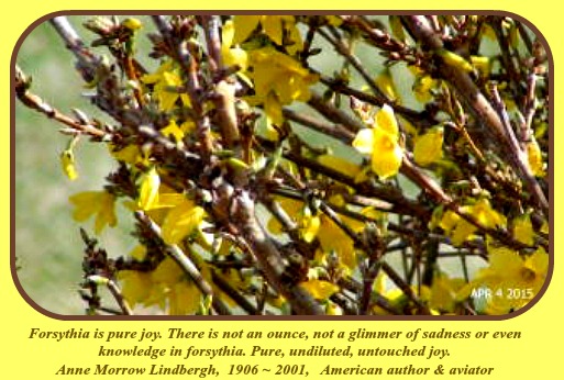 2015-04-04 Forsythia