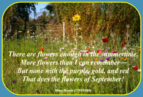 2017 09 13 September flowers
