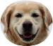 2023 08 23 smiling golden retriever 1