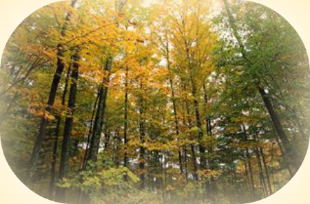 2012-10-03 AUTUMN_TREES