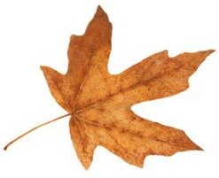 2013-09-11 MAPLE_LEAF