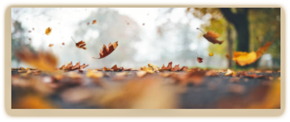 2021 09 29 leaves 1