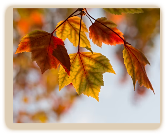 2021 10 06 autumn leaf 1