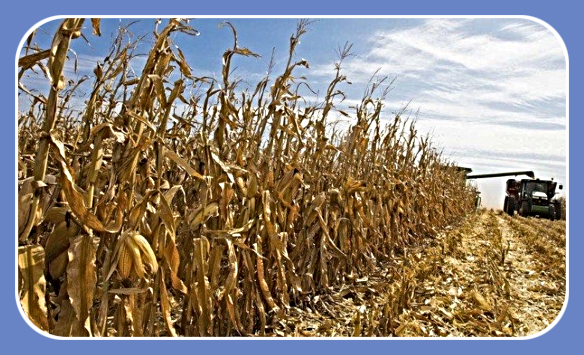 2021 10 13 CORN HARVEST