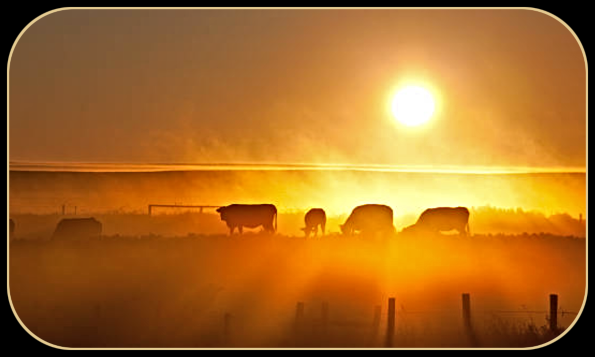2021 11 03 sunrise cattle 1