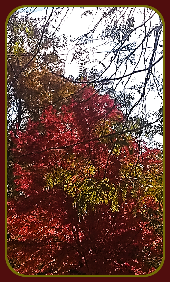 2021 11 08 BACKYARD TREE