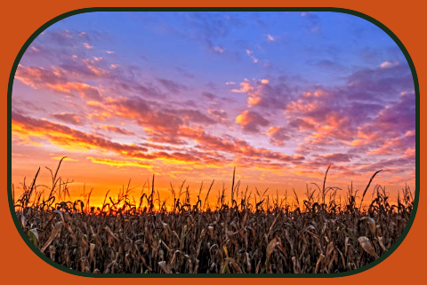 2024 09 25 Corn at sunset