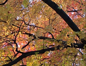 2025 10 22 LEAVES 1