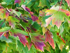 2025 10 22 LEAVES 2