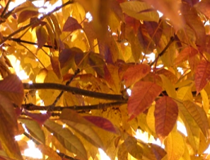 2025 10 22 LEAVES 3