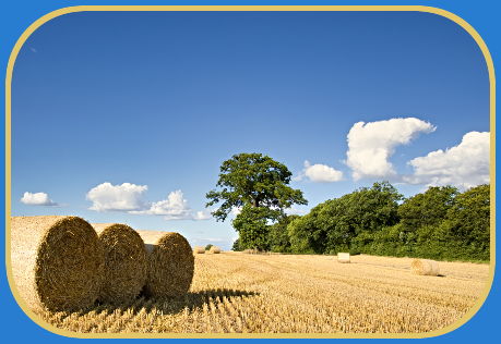 2026 10 14 CORN FIELD HAY