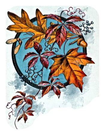 BLUE SKY GOLD LEAVES x