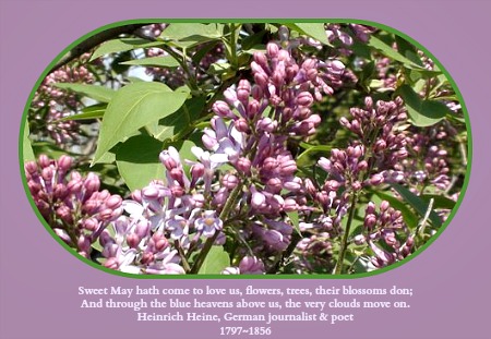 2010-04-19 Lilacs