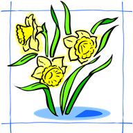2012-03-21 daffodils