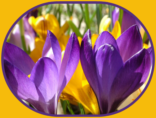 2018 03 07 CROCUS