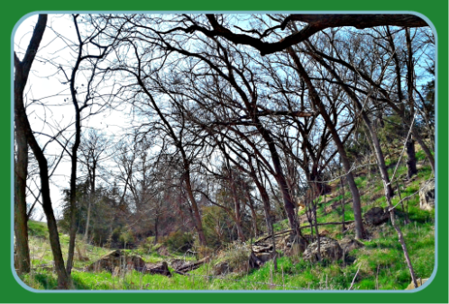 2018 05 02 SPRING SCENERY