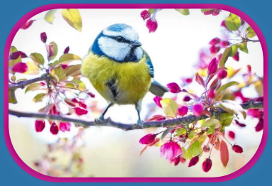 2022 03 16 SPRING BIRD 1