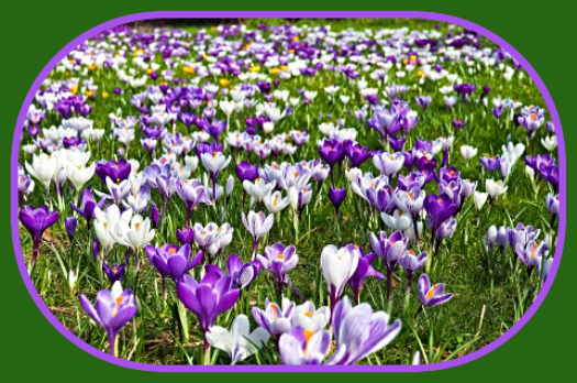 2024 03 13 spring crocus 1