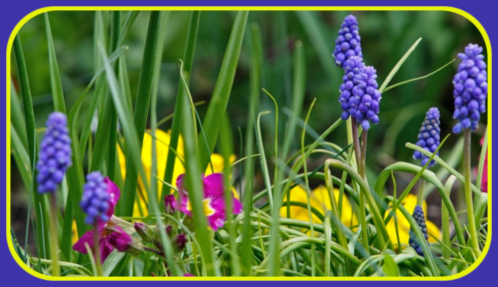 spring flowers and leaves