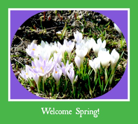 spring-pictures-crocus