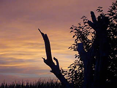 2015-07-15 Sunset_old_tree