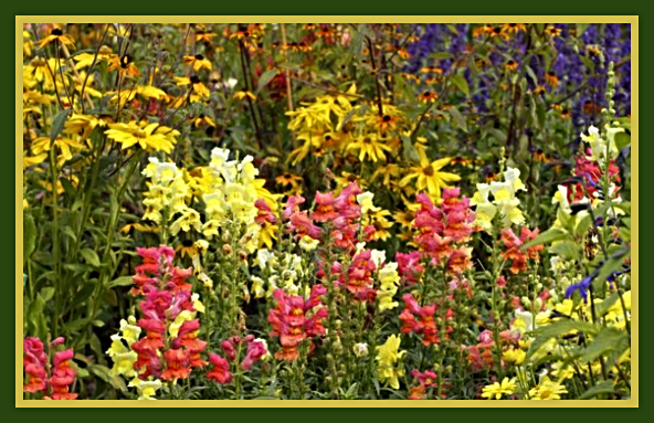 2023 08 30 LATE SUMMER FLOWERS 1
