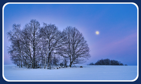 2022 01 26 winter trees 1