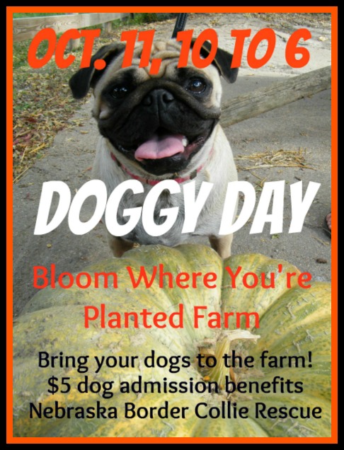 2014-10-01 BWYP_DoggyDay3