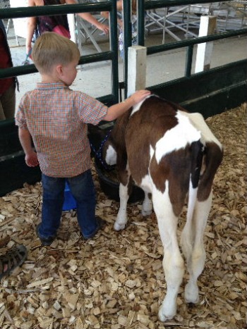 2012-08-15 Petting_the_calf