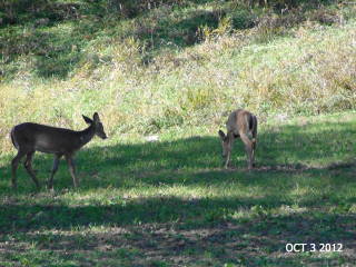 2012-10-03 Deer_at_Waubonsie