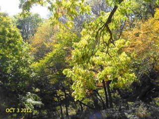 2012-10-03 Leaning_trees_at_Waubonsie
